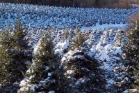 Christmas Trees in our Field under snow