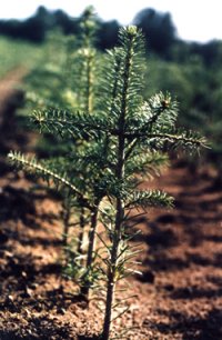 Balsam fir Seedling - How our Christmas Trees Start