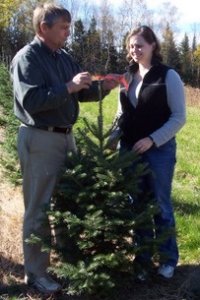 A young balsam fir takes shape.